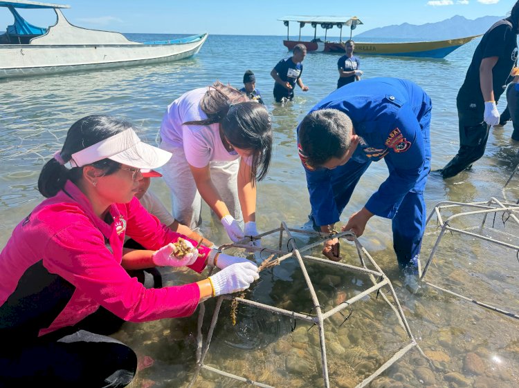 Polairud Sikka Turun Tangan, 1.200 Fragmen Karang Ditanam di Teluk Maumere: Menjaga Laut, Menyelamatkan Masa Depan